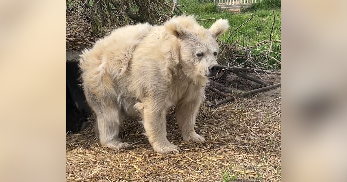 Bear emerges from nap looking dishevelled